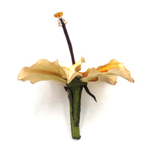 Cargar imagen en el visor de la galería, Tocado Hibisco tierra