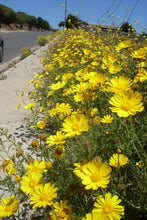Cargar imagen en el visor de la galería, Collar Primavera silvestre