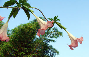 Colgante Floripondio